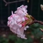 Viburnum farreri Flower