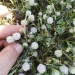 Trifolium tomentosumFlower