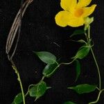 Mandevilla funiformis Otro