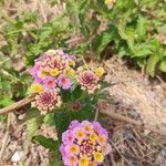 Lantana camara Traoù all