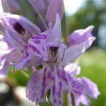 Dactylorhiza maculataKvet