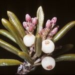 Strumpfia maritima Flower