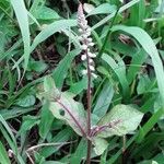 Cyathula prostrata Flower