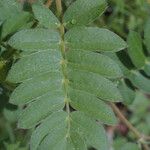 Kallstroemia grandiflora Yaprak