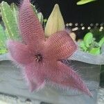 Stapelia hirsuta Lorea