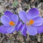 Crocus neapolitanus 花