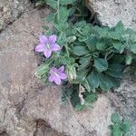 Campanula mollis Flower