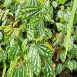 Pilea cadierei Leaf