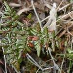 Hemionitis quadripinnata Φύλλο