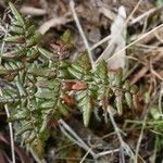 Pellaea quadripinnata Blatt