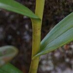 Epidendrum nocturnum Cortiza