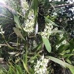 Prosthechea fragrans 形態