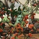 Pyracantha koidzumii Frucht