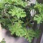 Pelargonium graveolensЛист