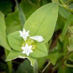 Richardia brasiliensis Flor