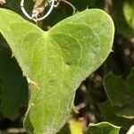 Smilax aspera Φύλλο