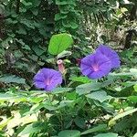 Ipomoea indicaFlor