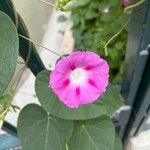 Ipomoea tricolorFlor