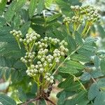 Sorbus koehneana Flower