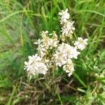 Filipendula vulgarisFlower