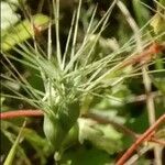 Aegilops geniculata Blomst