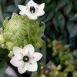 Ornithogalum arabicum Цветок