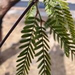 Prosopis velutina Hoja