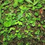 Hydrocotyle bowlesioides Habitatea