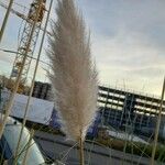 Cortaderia selloana Fruit