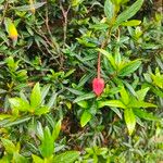 Crinodendron hookerianum Ліст