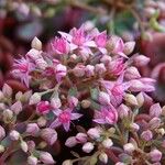 Sedum laxum