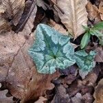 Cyclamen hederifolium 葉