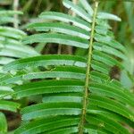 Pentaclethra macroloba Leaf