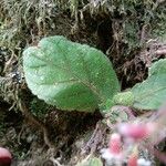 Gloxinia erinoides Leaf