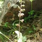 Epipactis kleinii Flor