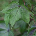 Gossypium arboreum Лист