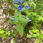 Pentaglottis sempervirensFlor