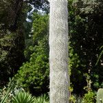 Cephalocereus senilis Habitat