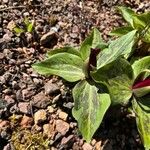 Trillium sessile Levél