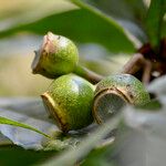 Gustavia augusta Frucht