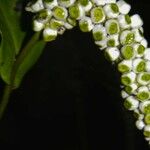 Spathiphyllum laeve Gyümölcs