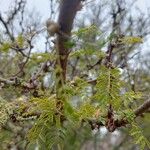 Vachellia farnesiana Blatt