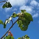 Cordia sebestena Vaisius