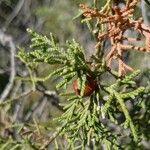 Juniperus phoenicea পাতা