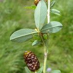 Trifolium spadiceum Deilen