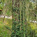 Rhipsalis floccosa Leaf