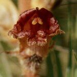 Orobanche gracilis Blodyn