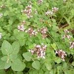 Origanum vulgareFlower