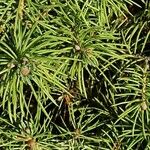 Picea glauca Hoja