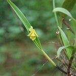 Polystachya nyanzensis Habit